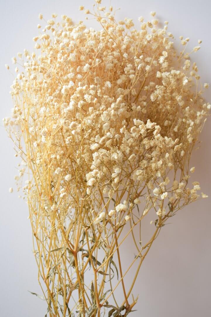 Gypsophila flower deals