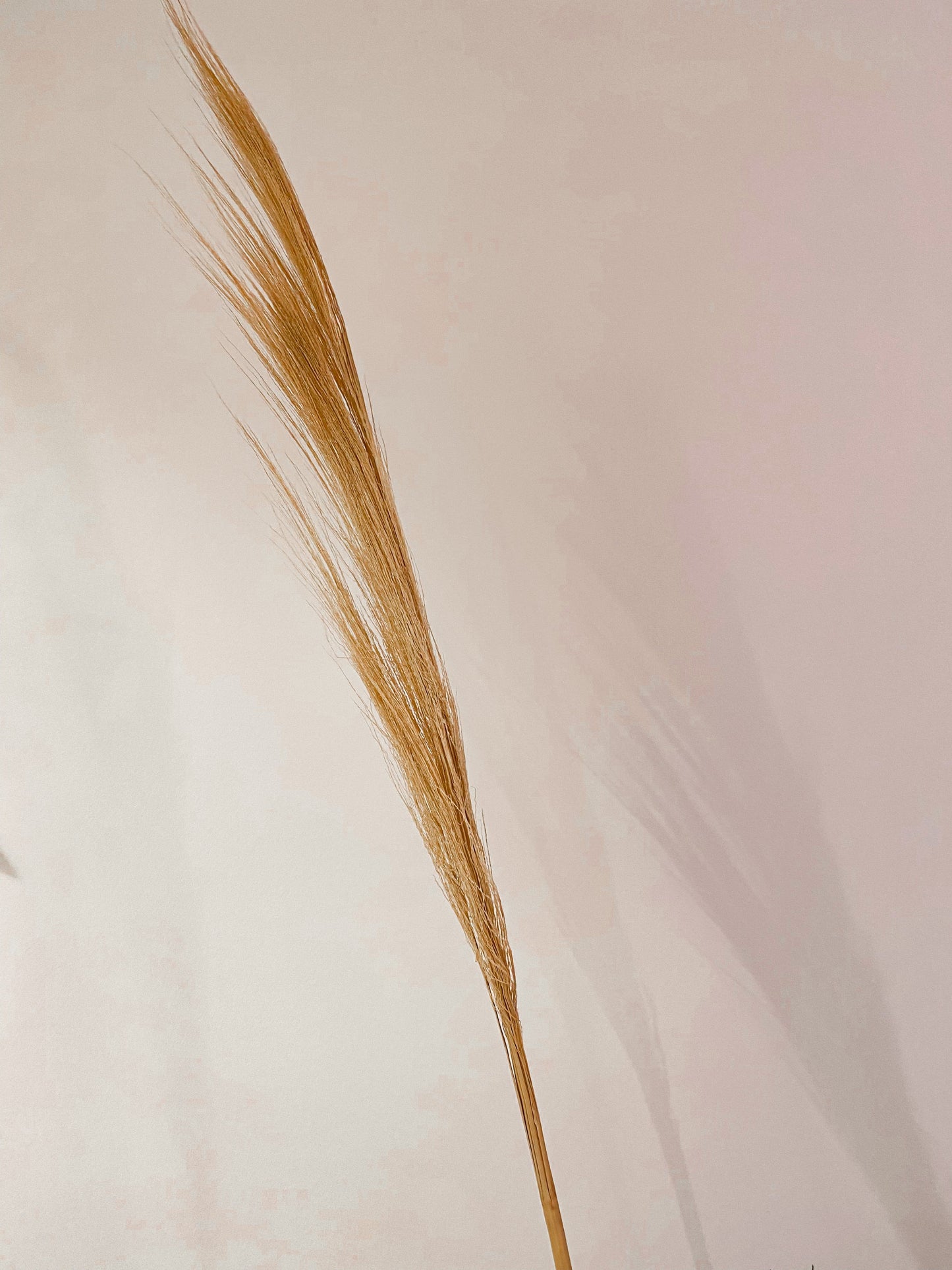 Dried Broom Grass - 4 Stems - Naturverse
