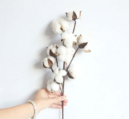 Naturally Dried Cotton Flowers - Naturverse