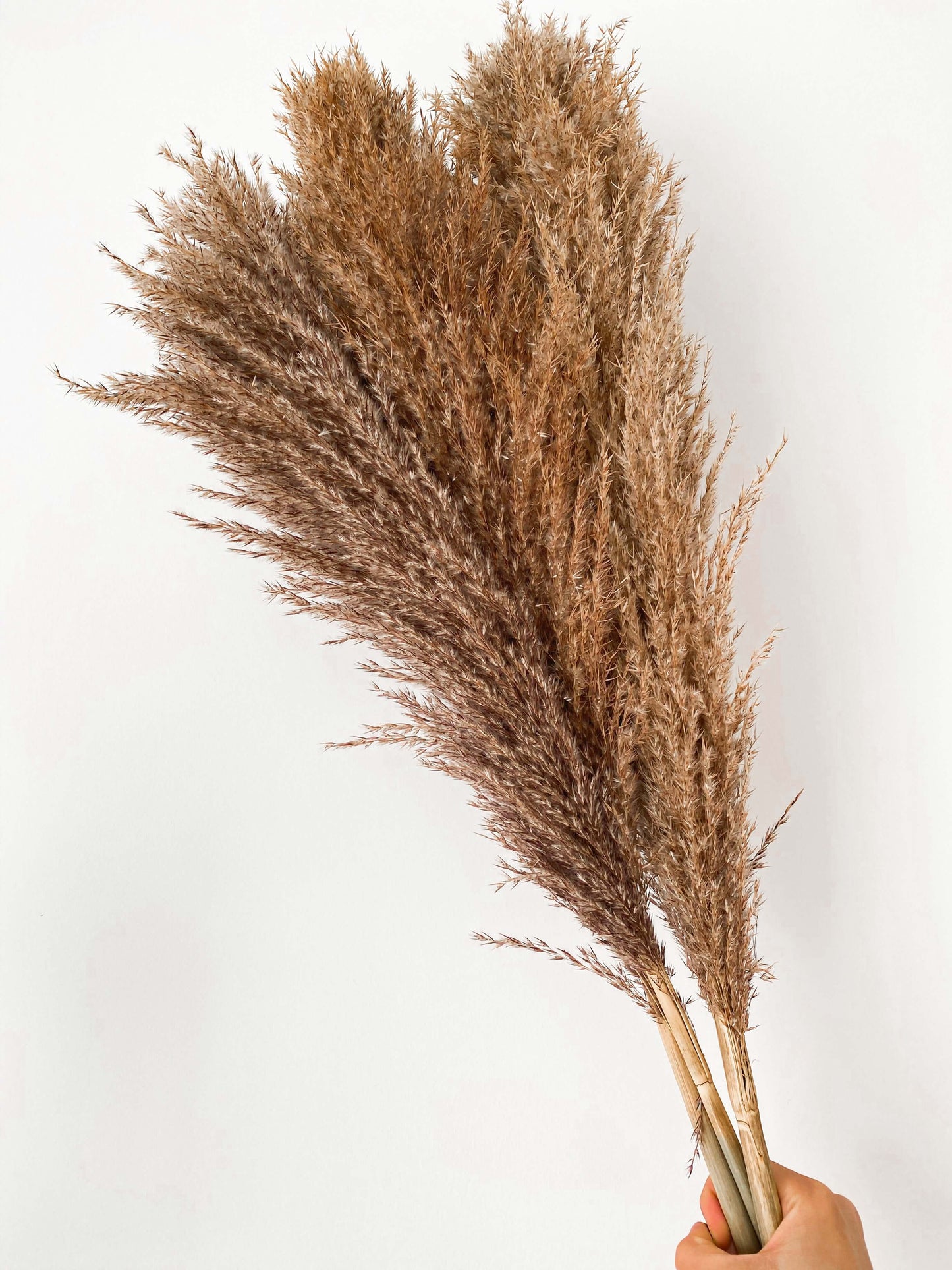 Natural Dried Pampas - Brown Color - 2 Stems - Naturverse