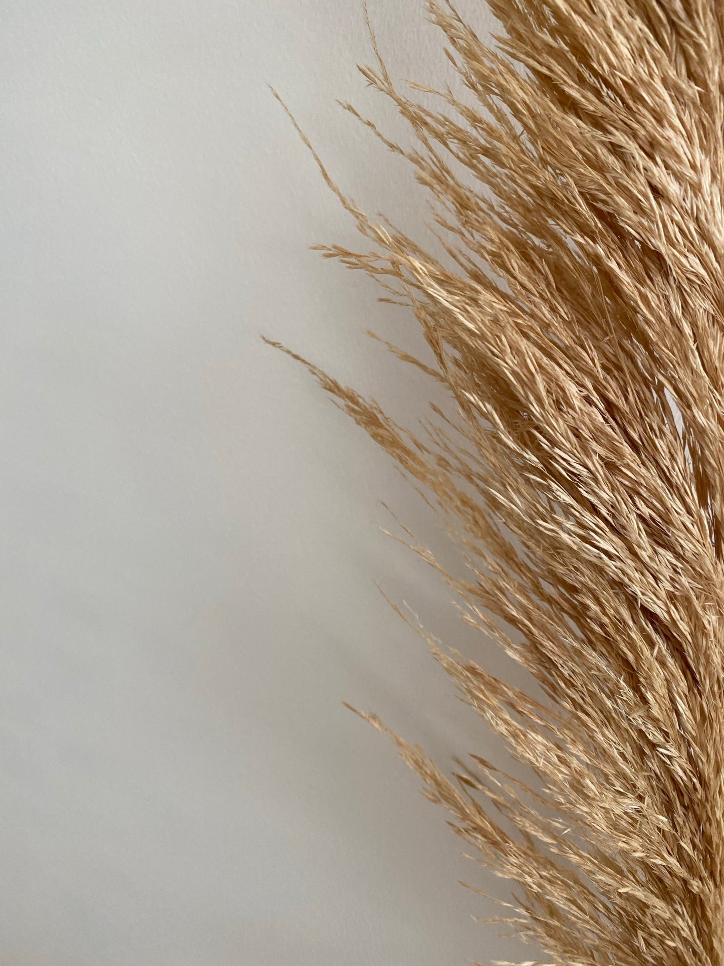 Wispy Tan Natural Pampas Grass - 3 Stems - Naturverse