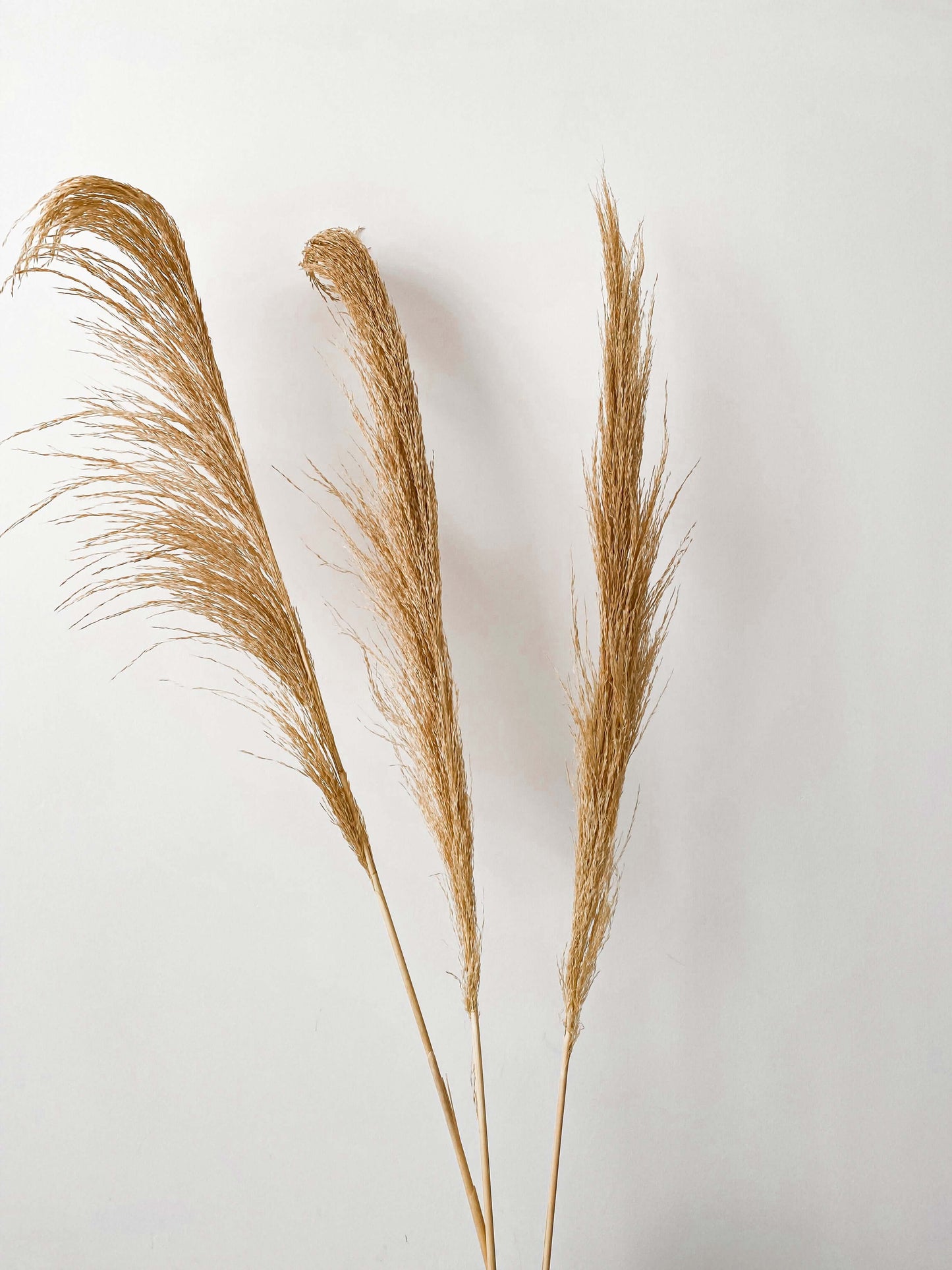 Wispy Tan Natural Pampas Grass - 3 Stems - Naturverse